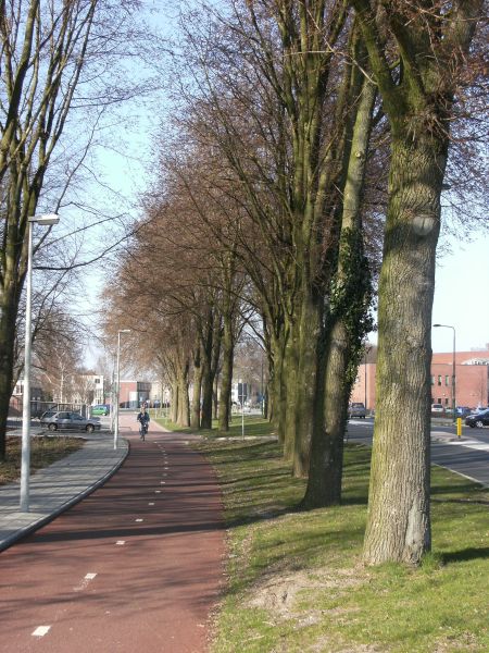 Plik:Bicycle lane Dronten.jpeg