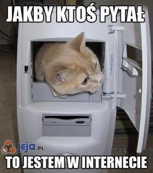 Jestem w internecie kot.jpg