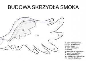 Anatomia skrzydła.png