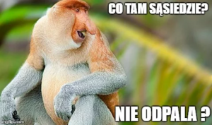 Co tam sąsiedzie nie odpala małpa polak nosacz.png